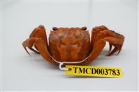 藏品(中型東方蟹)的圖片